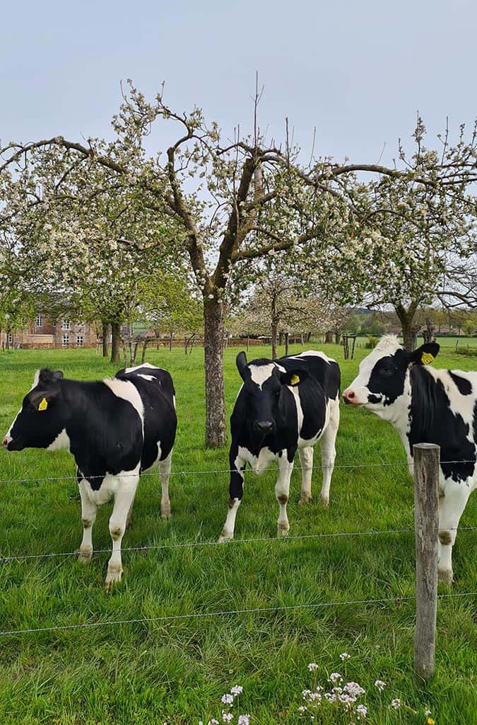 Koeien in zuid Limburg